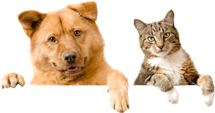 na-zdjeciu-pies-i-kot-patrza-przed-siebie