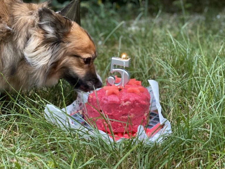 Ładny piesek zajada się w ogrodzie tortem z okazji swoich adopcin.