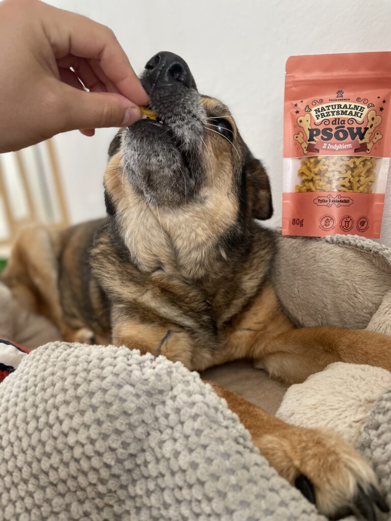 Pies wilczur zajada się zdrowymi przysmakami z indyka