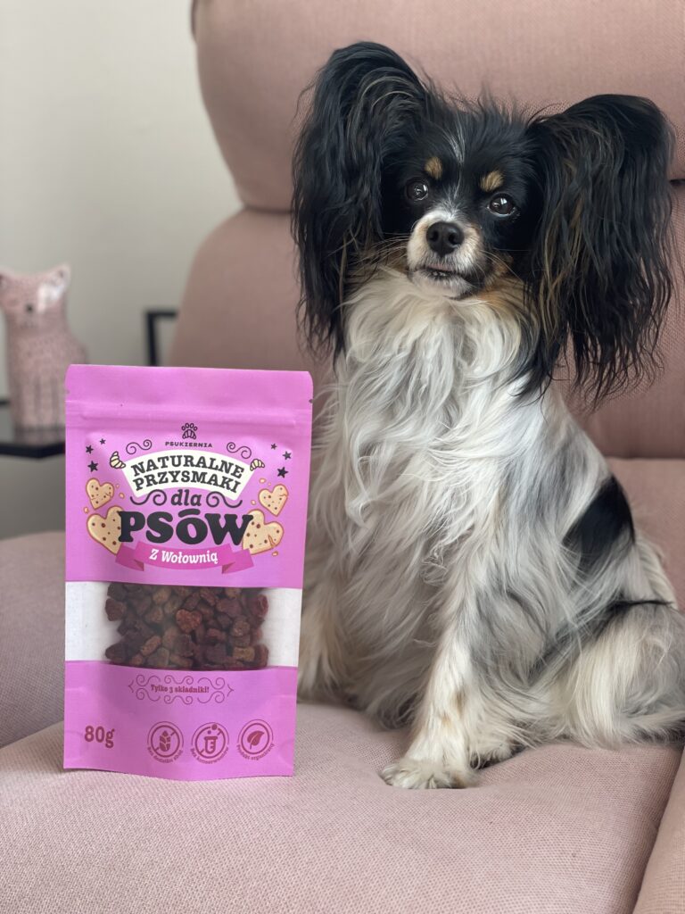 Pies rasy papilon z kraftowymi i zdrowymi przysmakami wołowymi