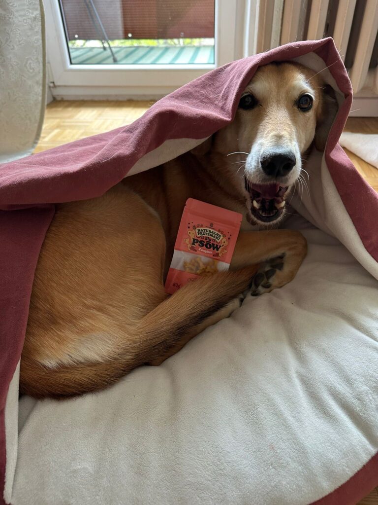 Pies zajada się smaczkami z Psukiernii