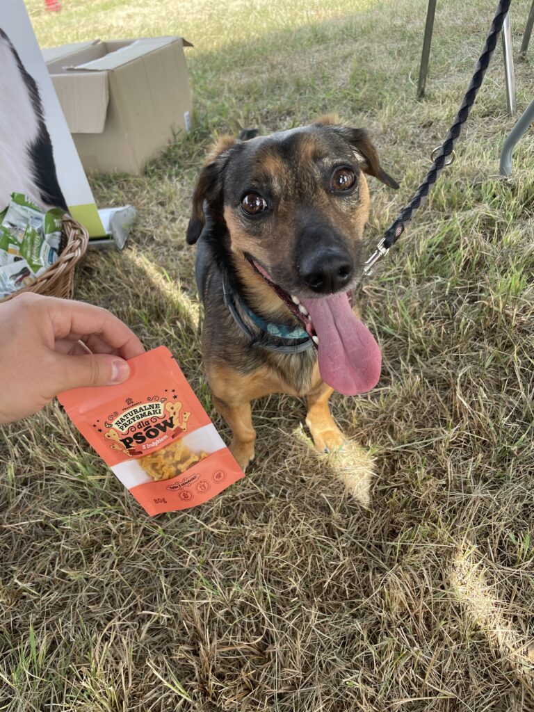 Uśmiechnięty piesek pozuje do zdjęcia ze zdrowymi przysmakami z indyka.
