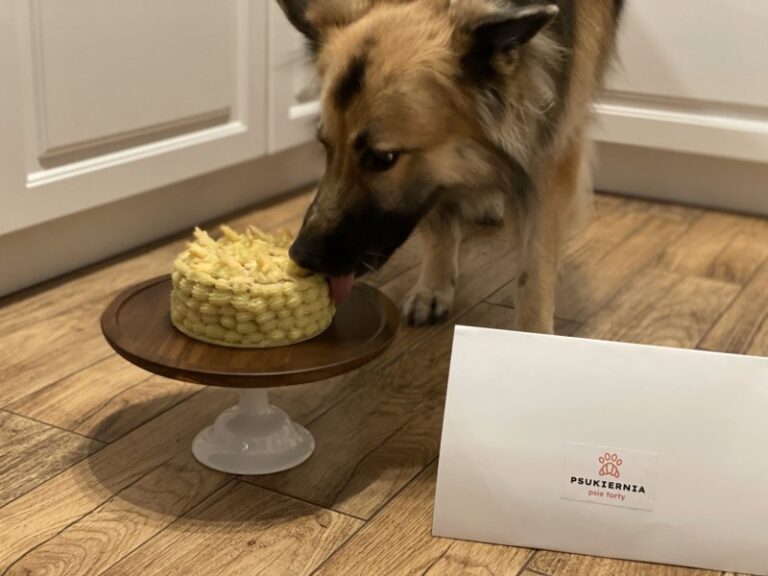 Owczarek niemiecki, długowłosy je tort od psukiernii i pozuje z gracją do zdjęcia