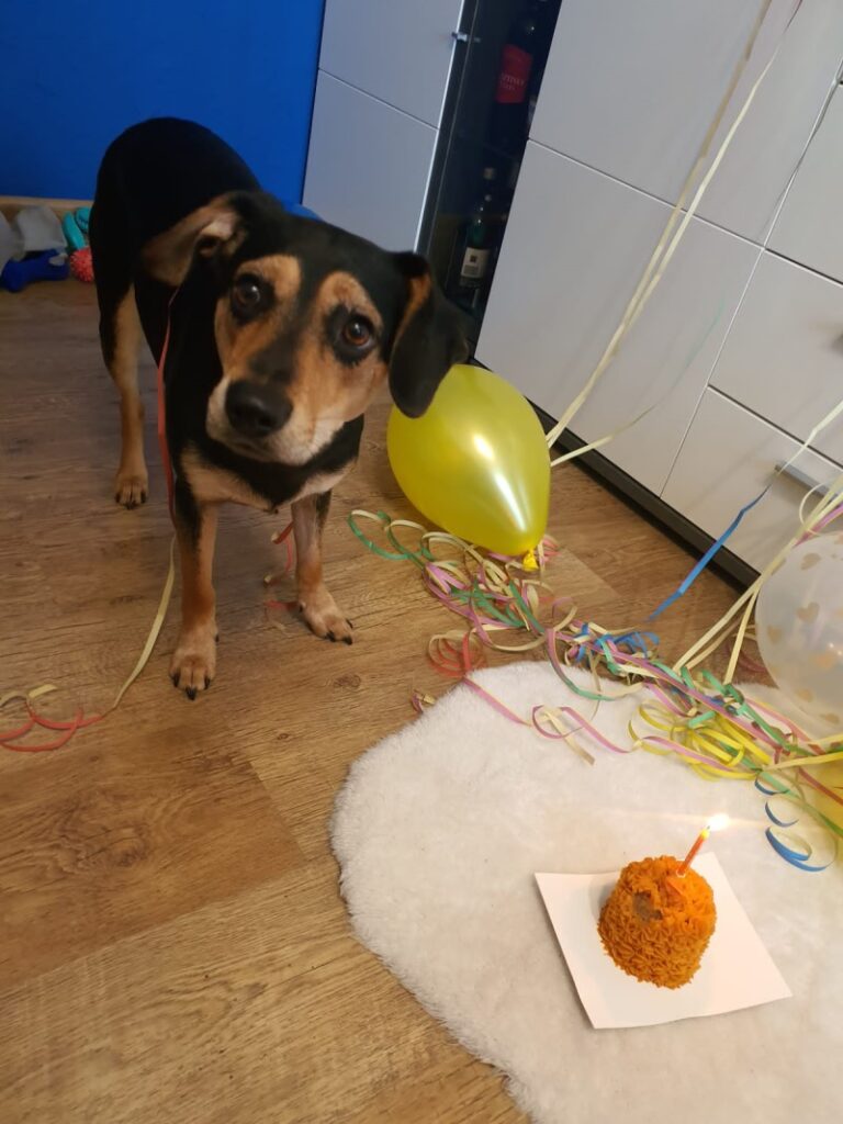 Pies wraz z balonami i torcikiem psukierni rozpoczyna impreze adopcinową