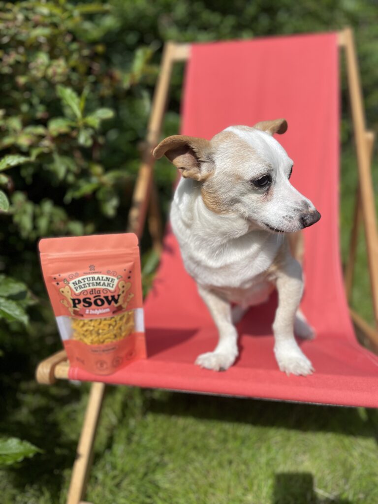 Pies relaksuje się na leżaku z przysmakami z Psukierni.