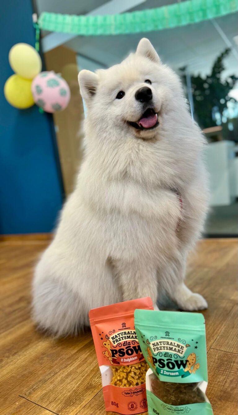 Rasowy pies samoyet szczęśliwy z przysmakami psukiernii.